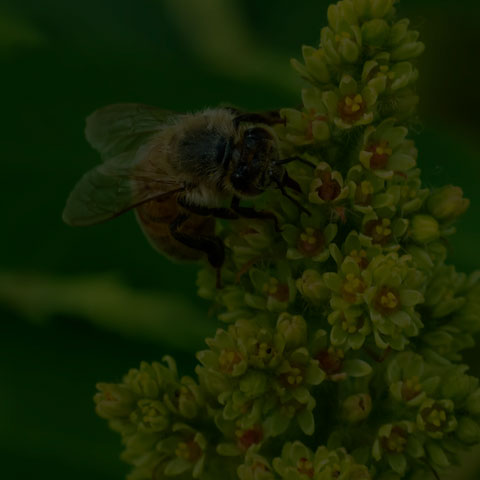 Western Honey Bee