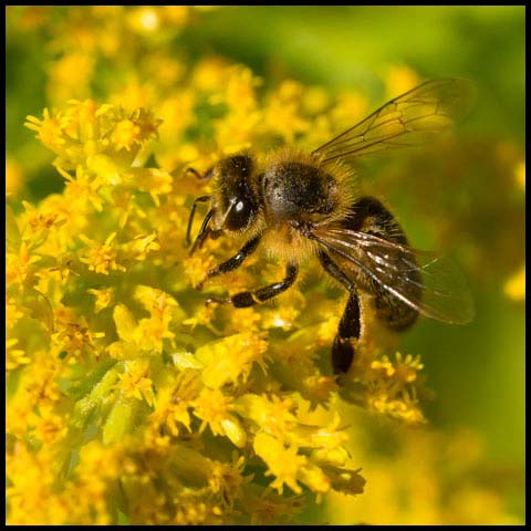 Western Honey Bee