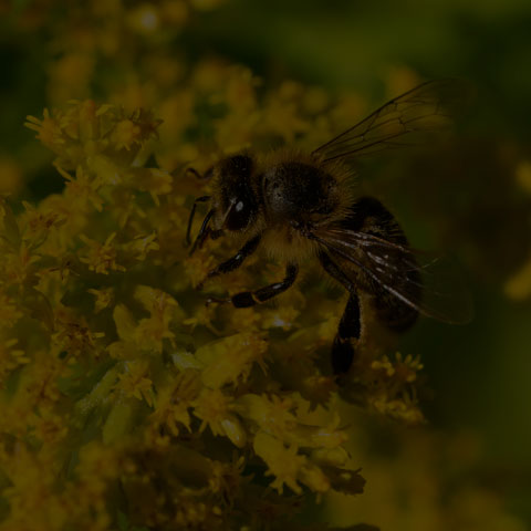 Western Honey Bee