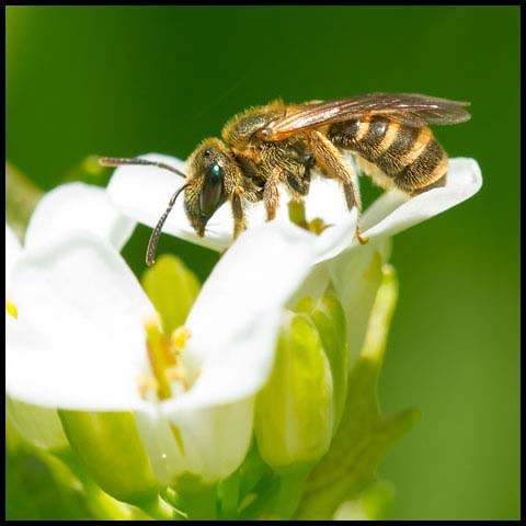 Confusing Furrow Bee