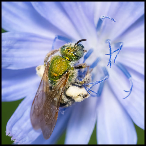 Golden Sweat Bee