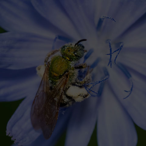 Golden Sweat Bee