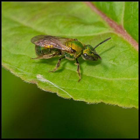 Golden Sweat Bee