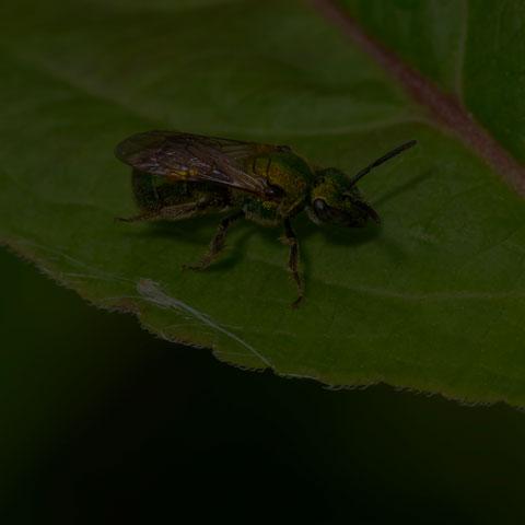 Golden Sweat Bee