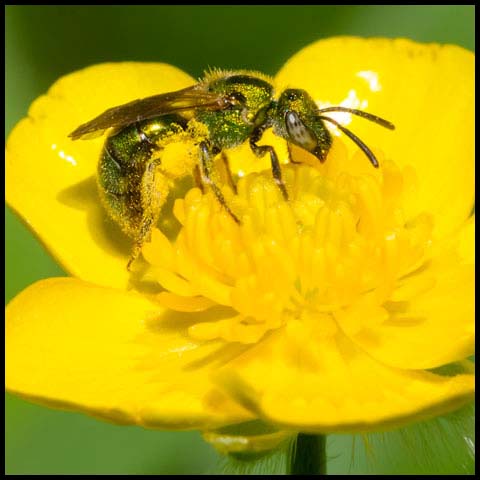 Golden Sweat Bee