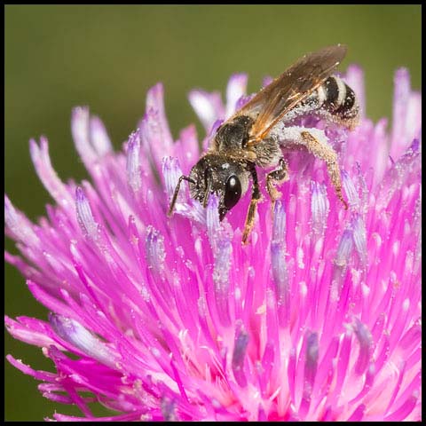 Ligated Furrow Bee