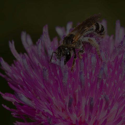 Ligated Furrow Bee