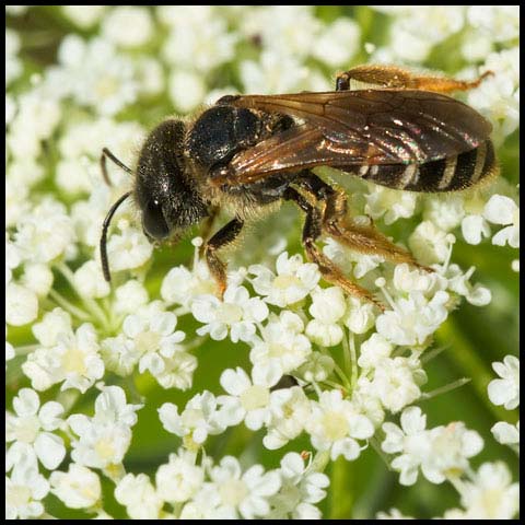 Ligated Furrow Bee