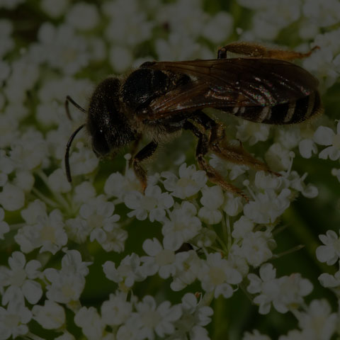 Ligated Furrow Bee