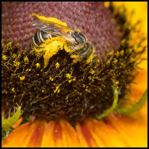 Ligated Furrow Bee