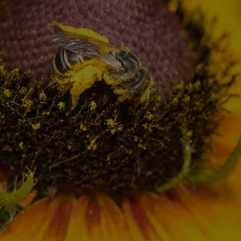 Ligated Furrow Bee