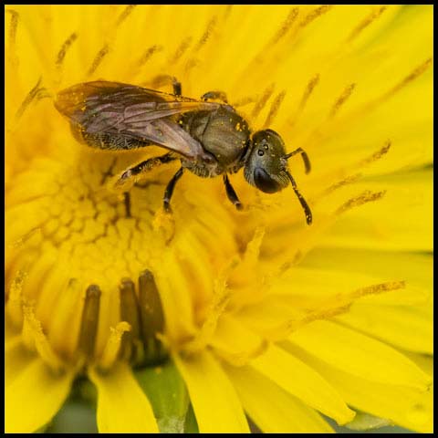Metallic Sweat Bee