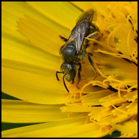 Metallic Sweat Bee