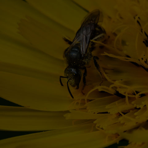 Metallic Sweat Bee