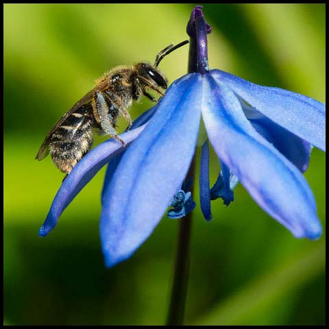 Metallic Sweat Bee