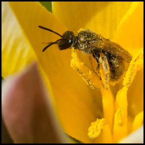 Metallic Sweat Bee