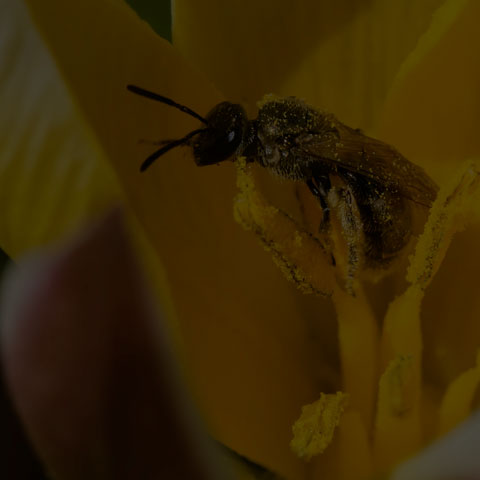 Metallic Sweat Bee