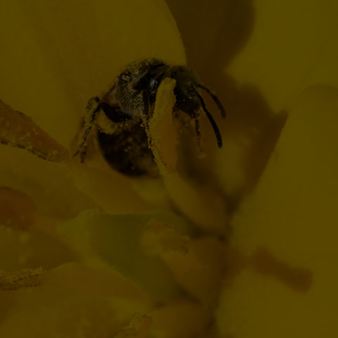 Metallic Sweat Bee