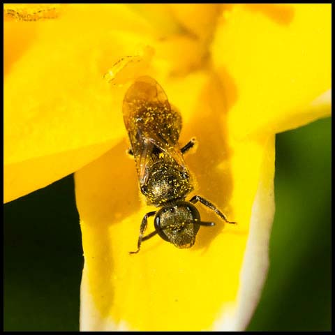 Metallic Sweat Bee