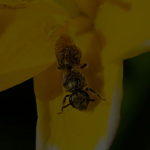 Metallic Sweat Bee