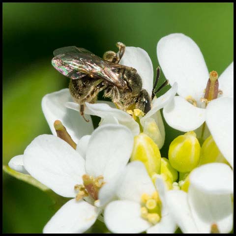 Metallic Sweat Bee