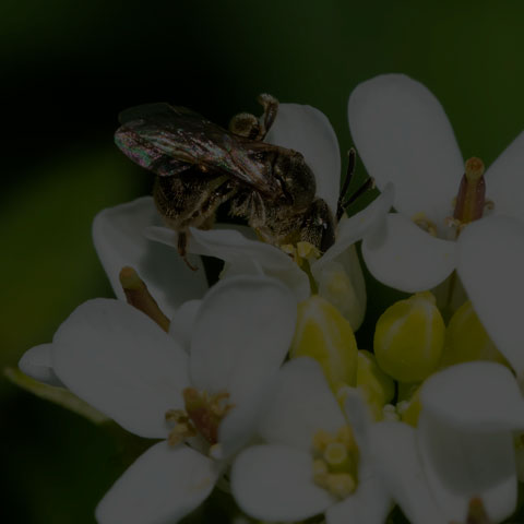 Metallic Sweat Bee