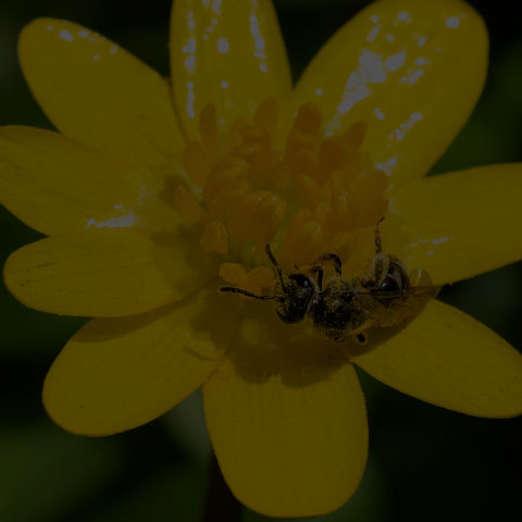 Metallic Sweat Bee