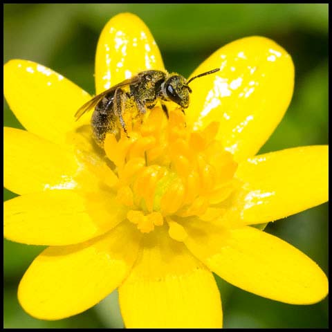 Metallic Sweat Bee