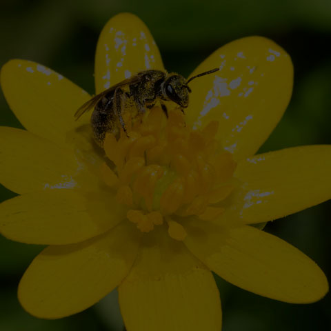 Metallic Sweat Bee