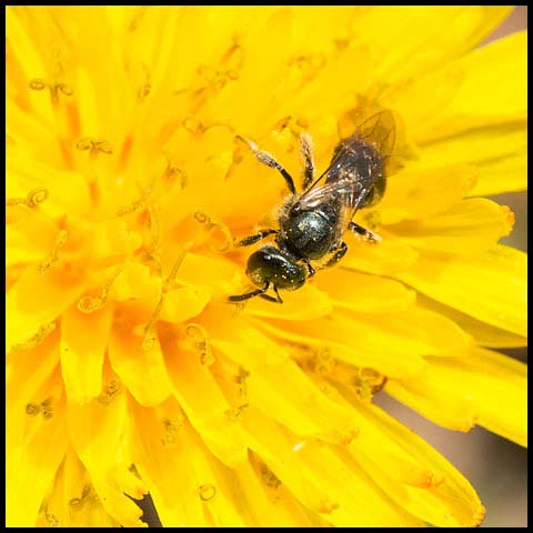 Metallic Sweat Bee