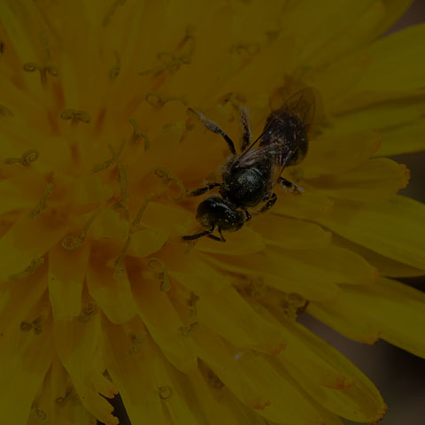 Metallic Sweat Bee