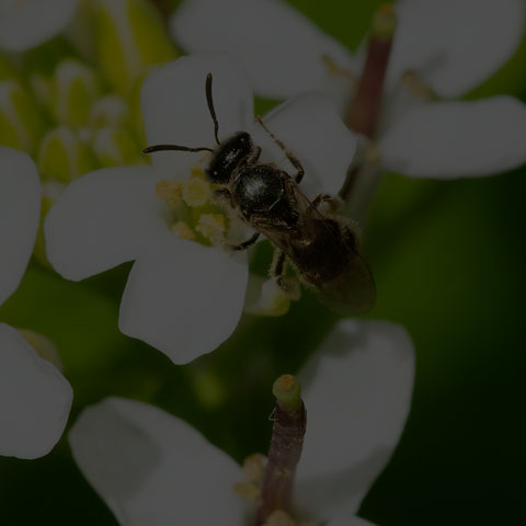 Metallic Sweat Bee