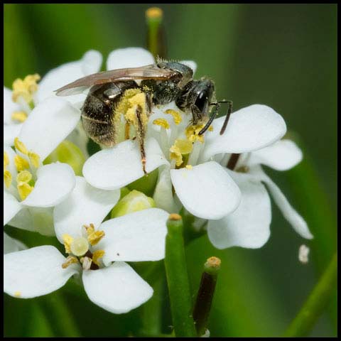 Metallic Sweat Bee