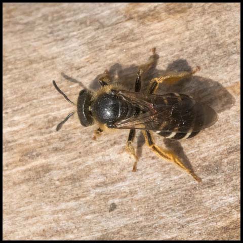 Metallic Sweat Bee