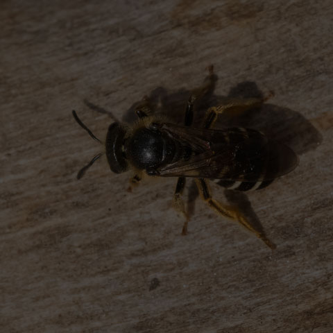 Metallic Sweat Bee