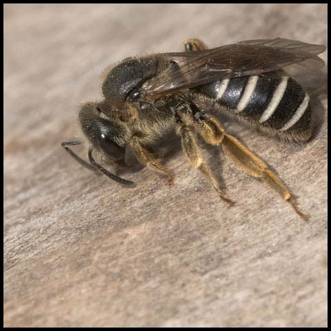 Metallic Sweat Bee
