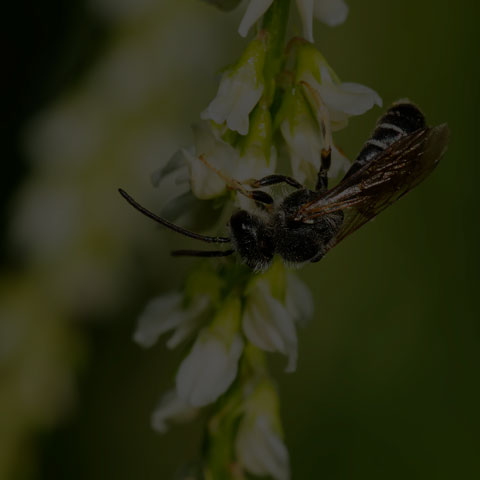 Metallic Sweat Bee