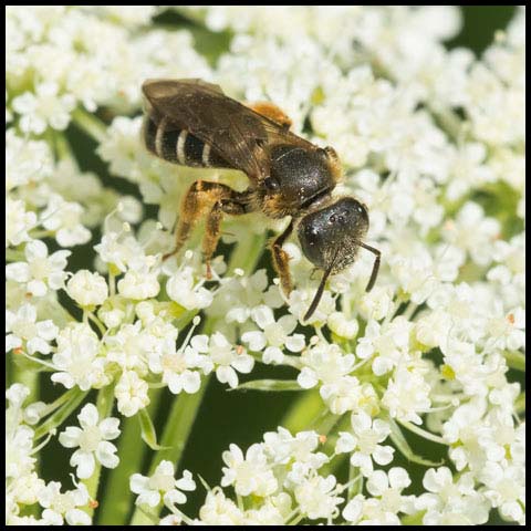 Metallic Sweat Bee