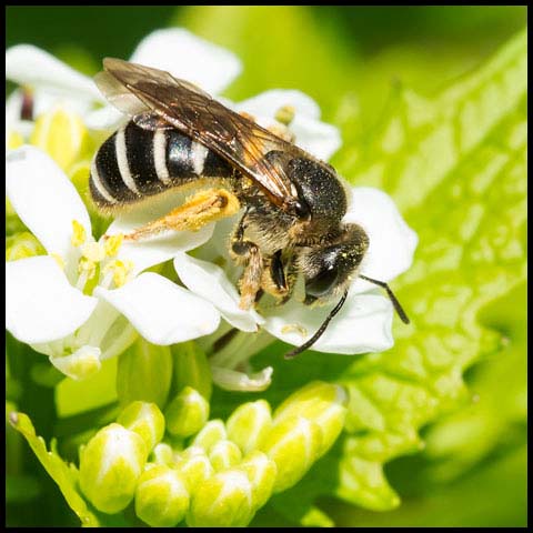 Metallic Sweat Bee