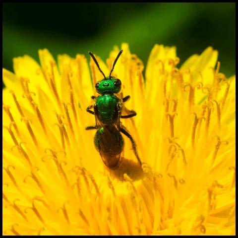 Pure Green Sweat Bee