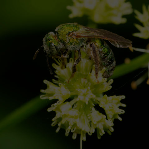 Silky Striped Sweat Bee