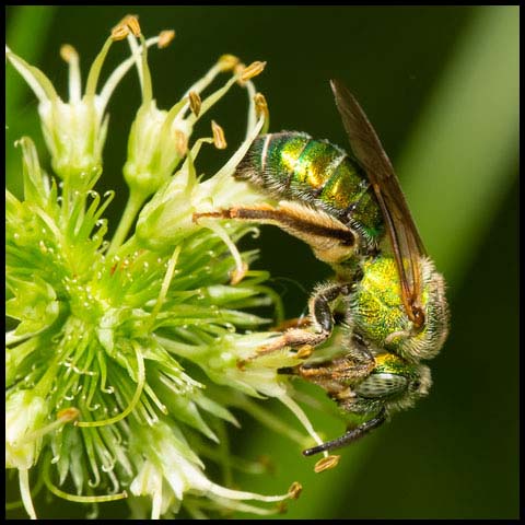 Silky Striped Sweat Bee