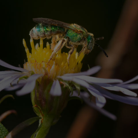 Silky Striped Sweat Bee