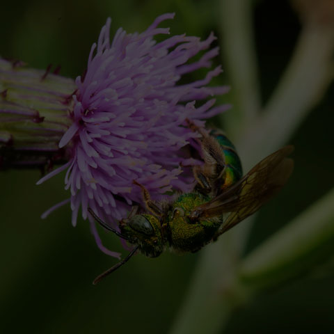 Silky Striped Sweat Bee