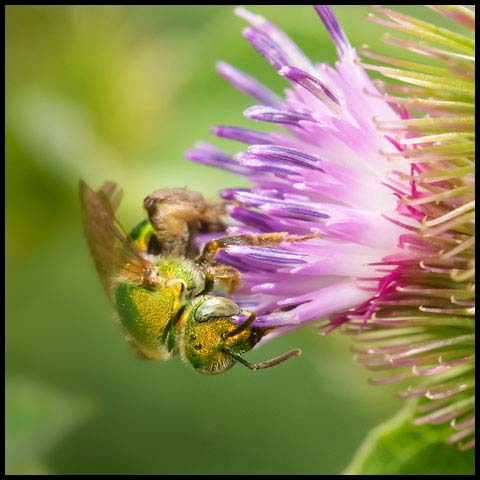 Silky Striped Sweat Bee