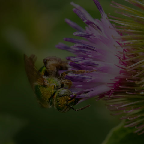 Silky Striped Sweat Bee