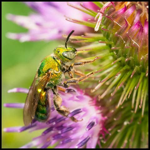 Silky Striped Sweat Bee