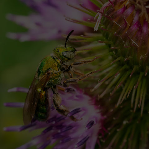 Silky Striped Sweat Bee