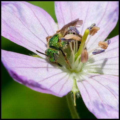 Silky Striped Sweat Bee