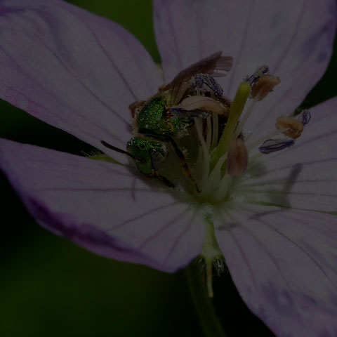 Silky Striped Sweat Bee